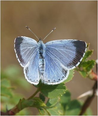 Modrásek krušinový - Celastrina argiolus