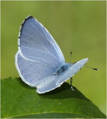 Modrásek krušinový - Celastrina argiolus