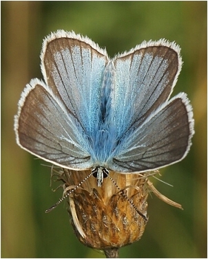 Modrásek ligrusový - Polyommatus damon