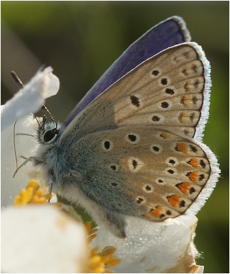 Modrásek vičencový - Polyommatus thersites