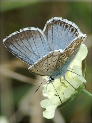 Modrásek vikvicový - Polyommatus coridon